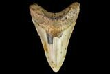 Fossil Megalodon Tooth - North Carolina #109871-1